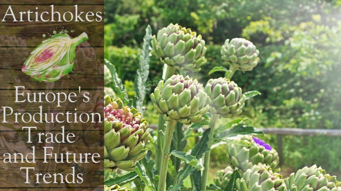 The European Artichoke Trade in 2025: A Deep Dive into Production, Trade, and Emerging Trends